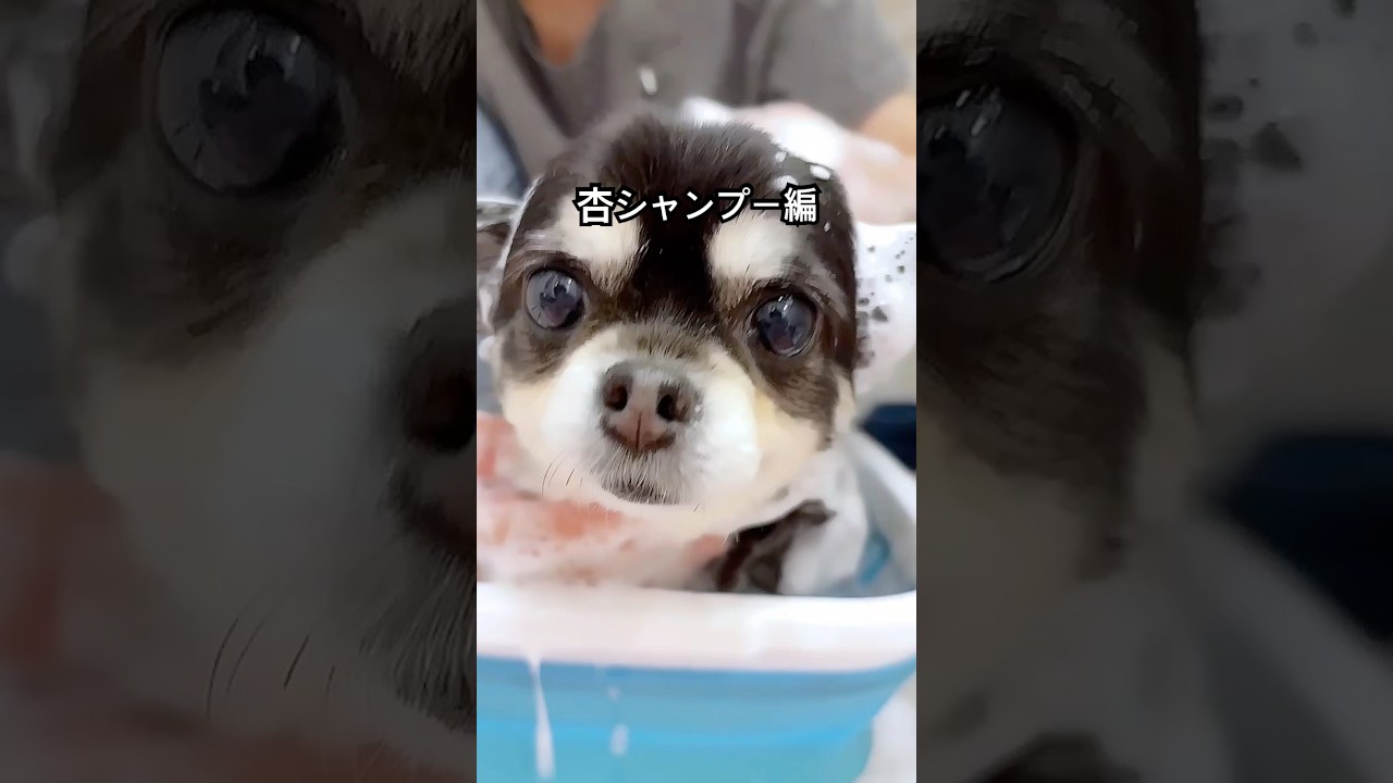 杏ちゃんアロマ風呂でうっとり💖