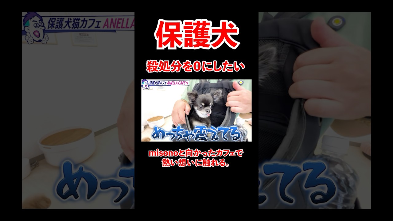 殺処分を0にしたい。misonoと向かった保護犬猫カフェで熱い想いに触れる。#宮迫博之 #保護犬 #shorts