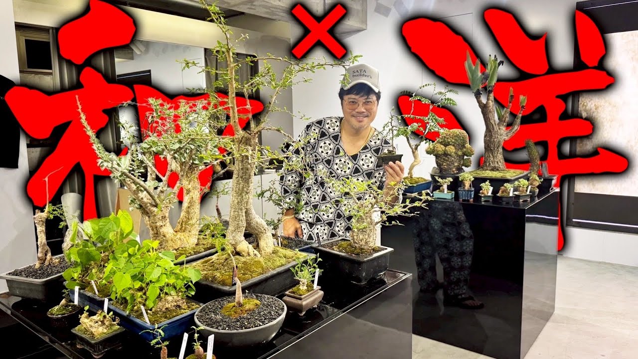 【和魂洋才】盆栽仕立ての塊根植物!?