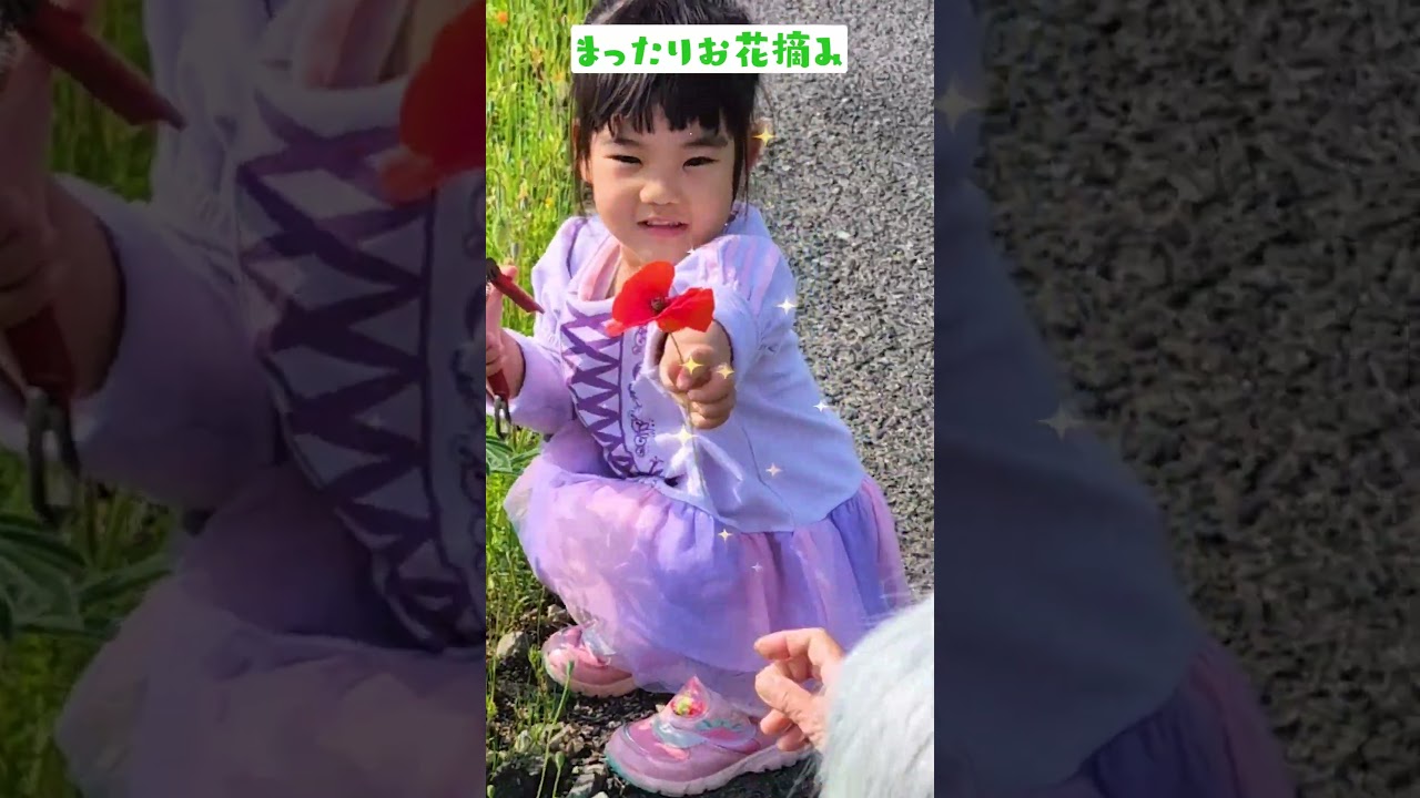 佐賀は道ばたのお花がとっても綺麗🥰