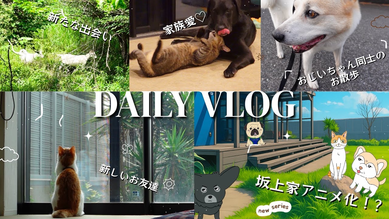 【DAILY VLOG】坂上家アニメ化！？新たな出会い！！おじいちゃん同士のお散歩！！家族愛♡etc…〜可愛いがいっぱいの坂上家最新映像まとめ⑥〜