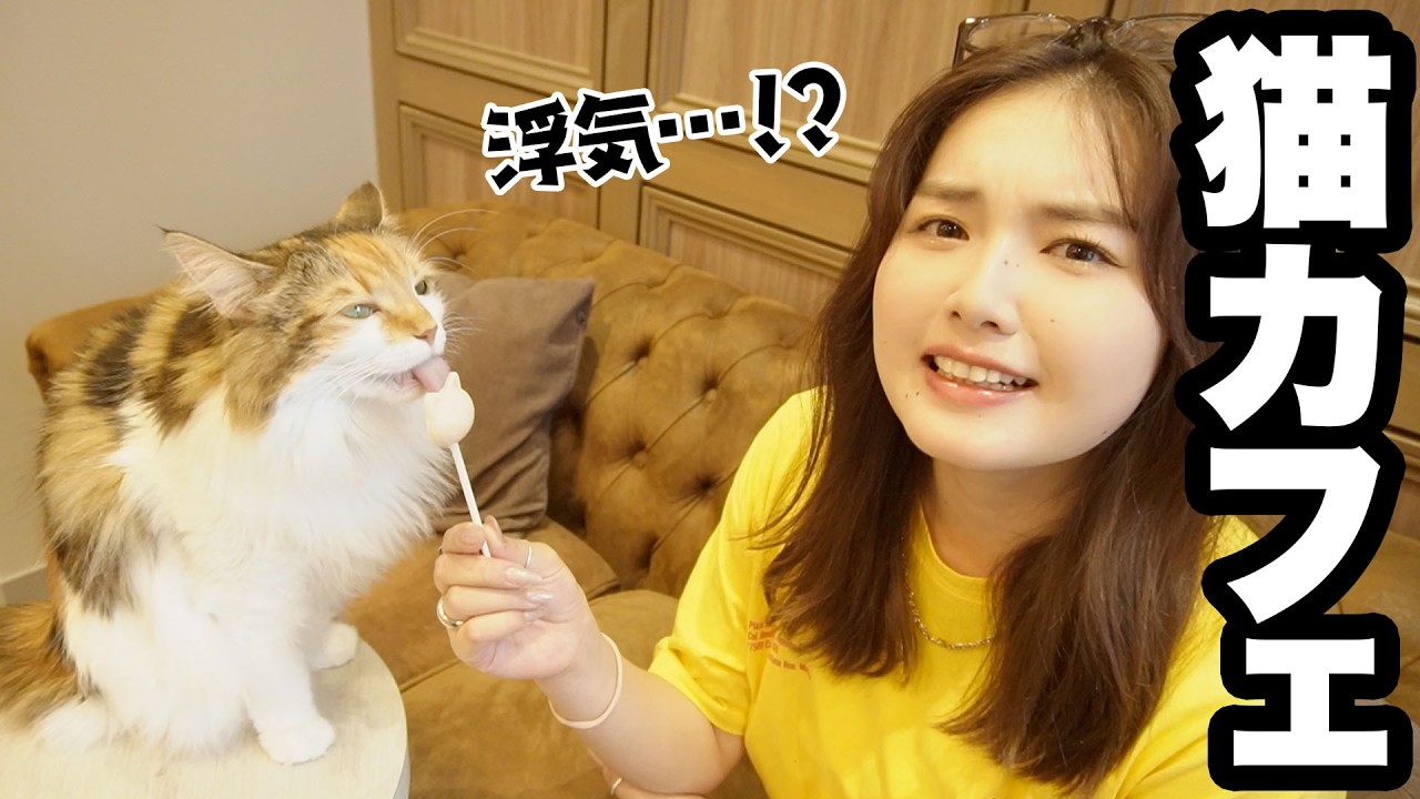 【癒し】猫を飼い始めたのに猫カフェで浮気してしまった件…可愛すぎて罪🐱