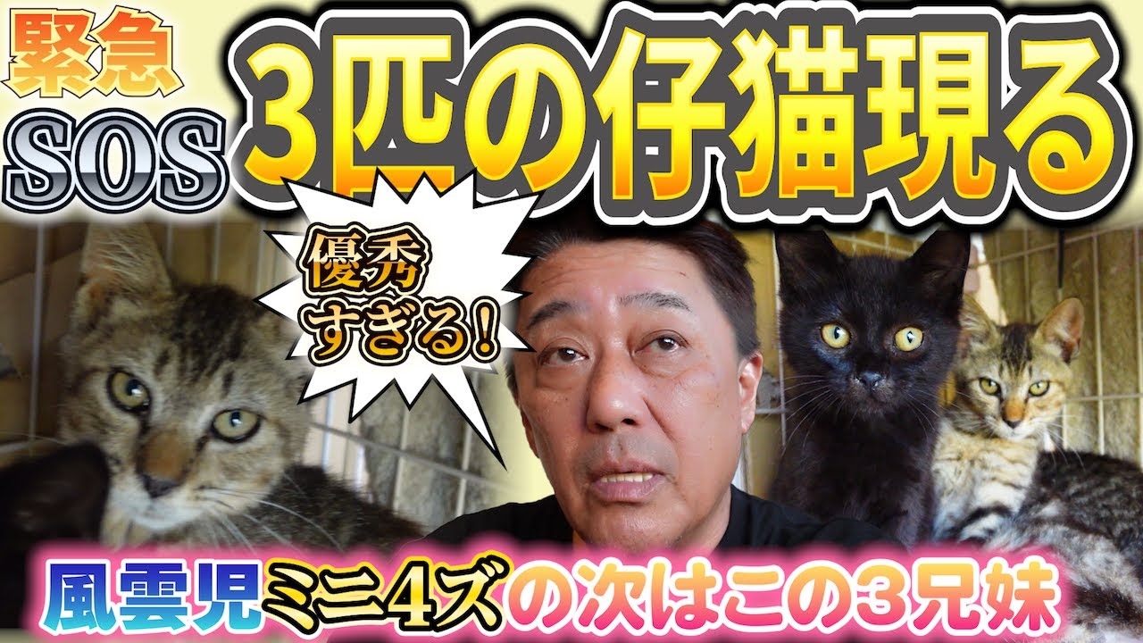ある日突然、3匹の仔猫がやってきた— ご近所から届いた予想外のバトン —