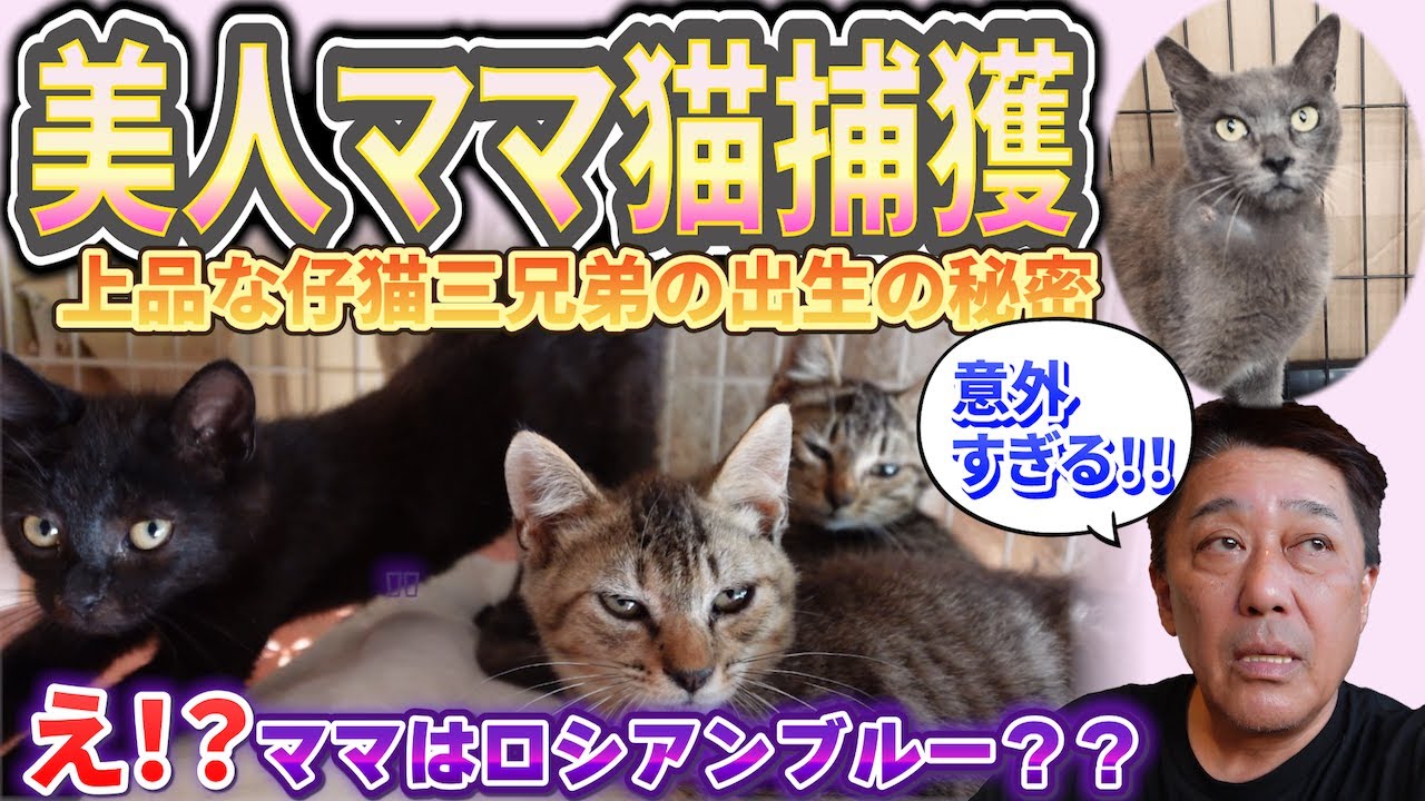 子猫の威嚇が消えた日…そして母猫との出会い〜坂上パパと三匹の仔猫物語②