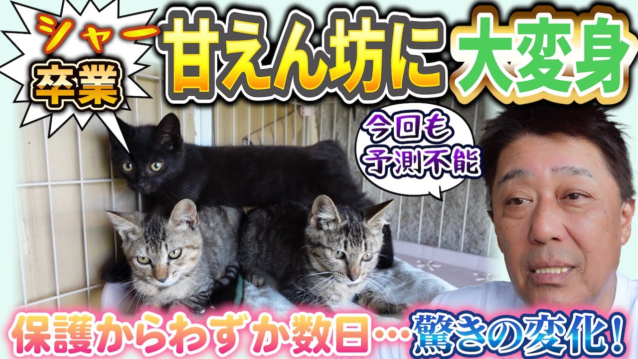 全員オスでした!? ゴロゴロ鳴きに変わった3兄弟の大冒険　3匹の仔猫物語＃３