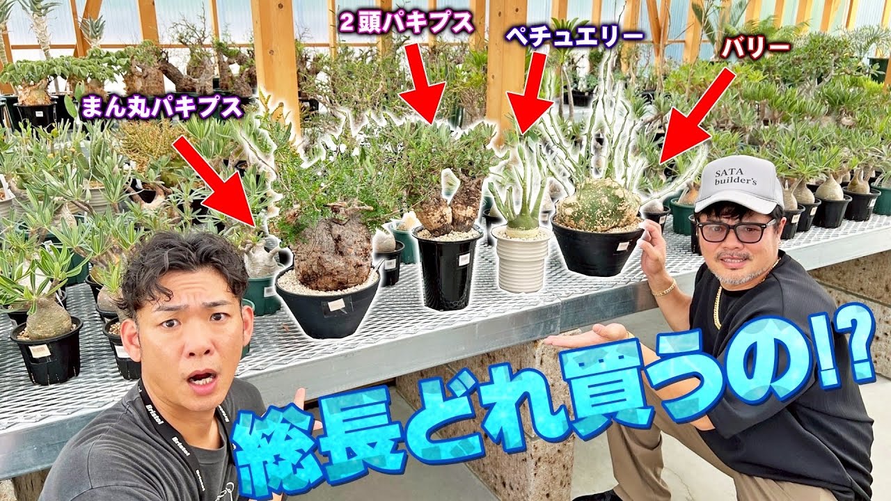 【後編】カクタスグリーンで買った〇〇万円の塊根!!