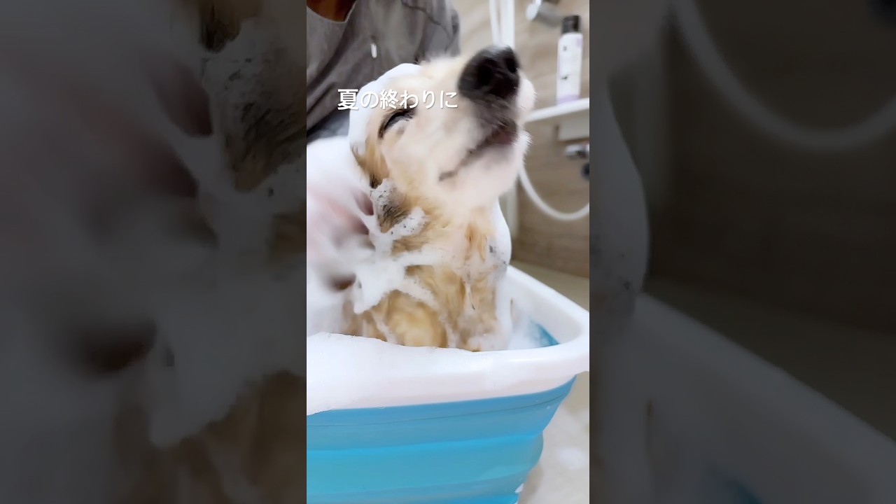 お部屋中お掃除カーテンも洗ってすっきり。🐶🐶もね💖