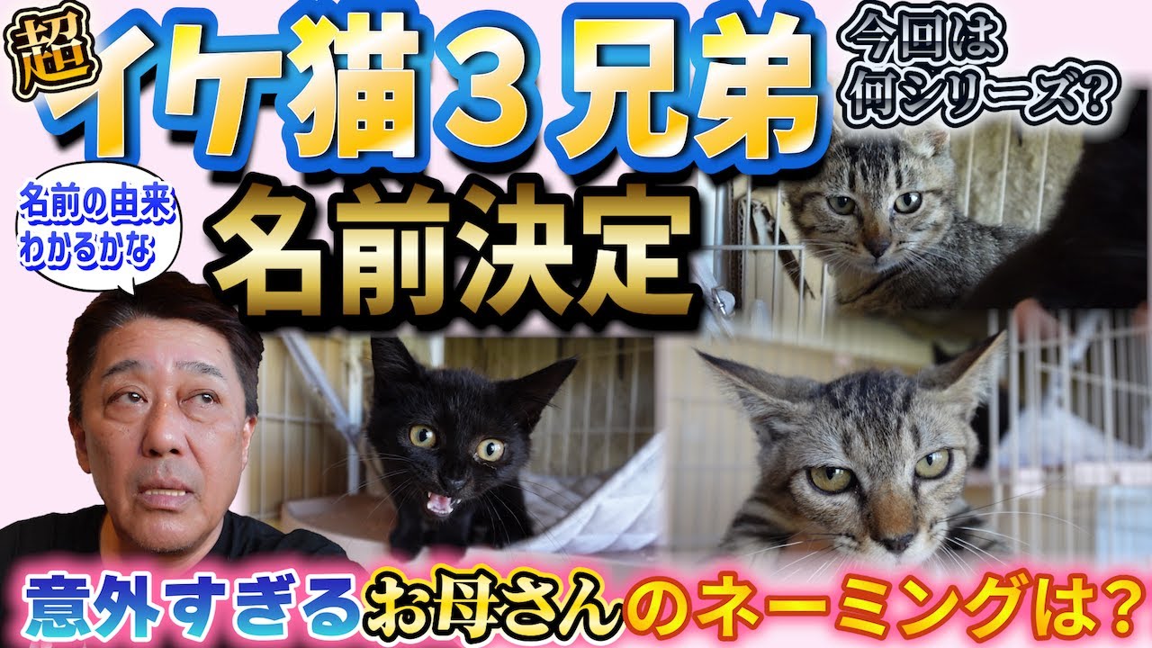 三兄弟とお母さんちひろ、ついに名前決定！〜3匹の仔猫物語#４〜