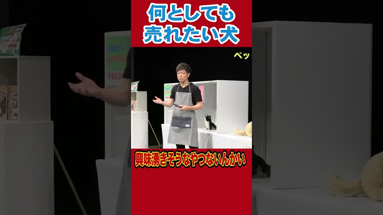 売れそうなキャッチフレーズを考えた犬#陣内智則 #ネタジン #ペットショップ #shorts