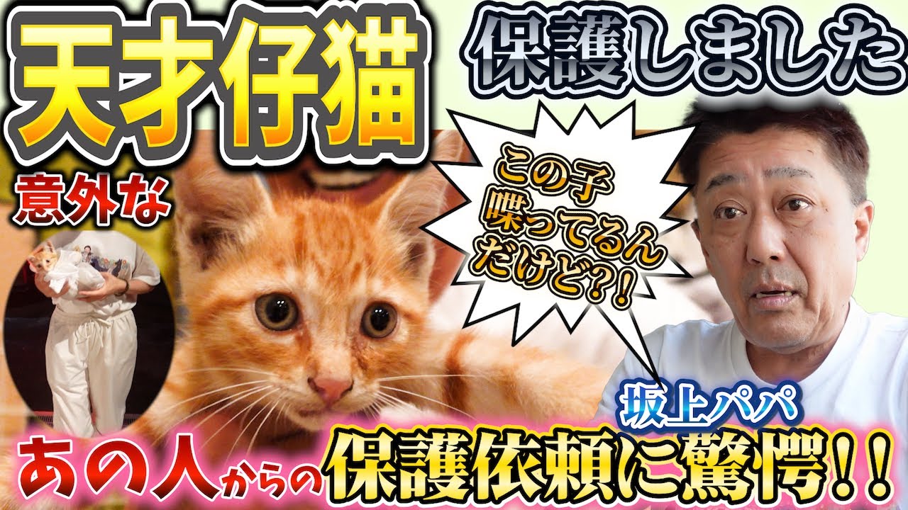 「うまうま！」って喋るの？突然現れた茶トラは天才仔猫？