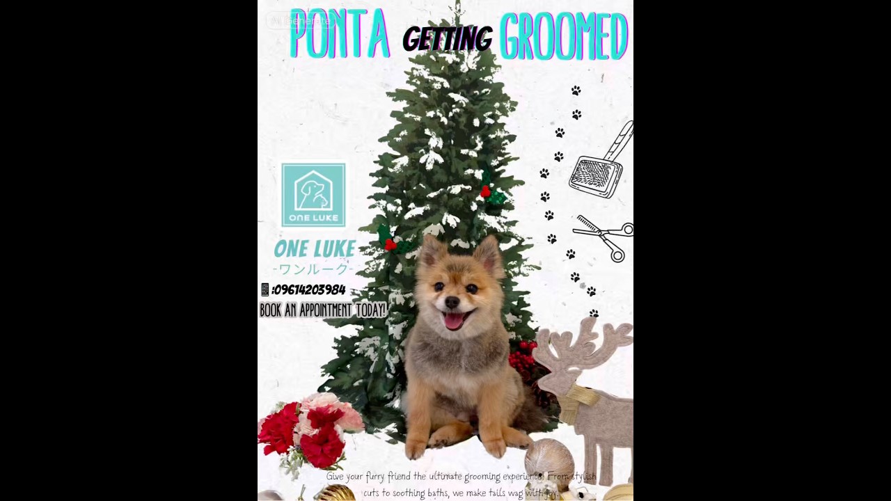 Thank you One Luke for grooming Ponta🐾#onelukemakati #mariaozawaofficial #petsalon #japanproducts