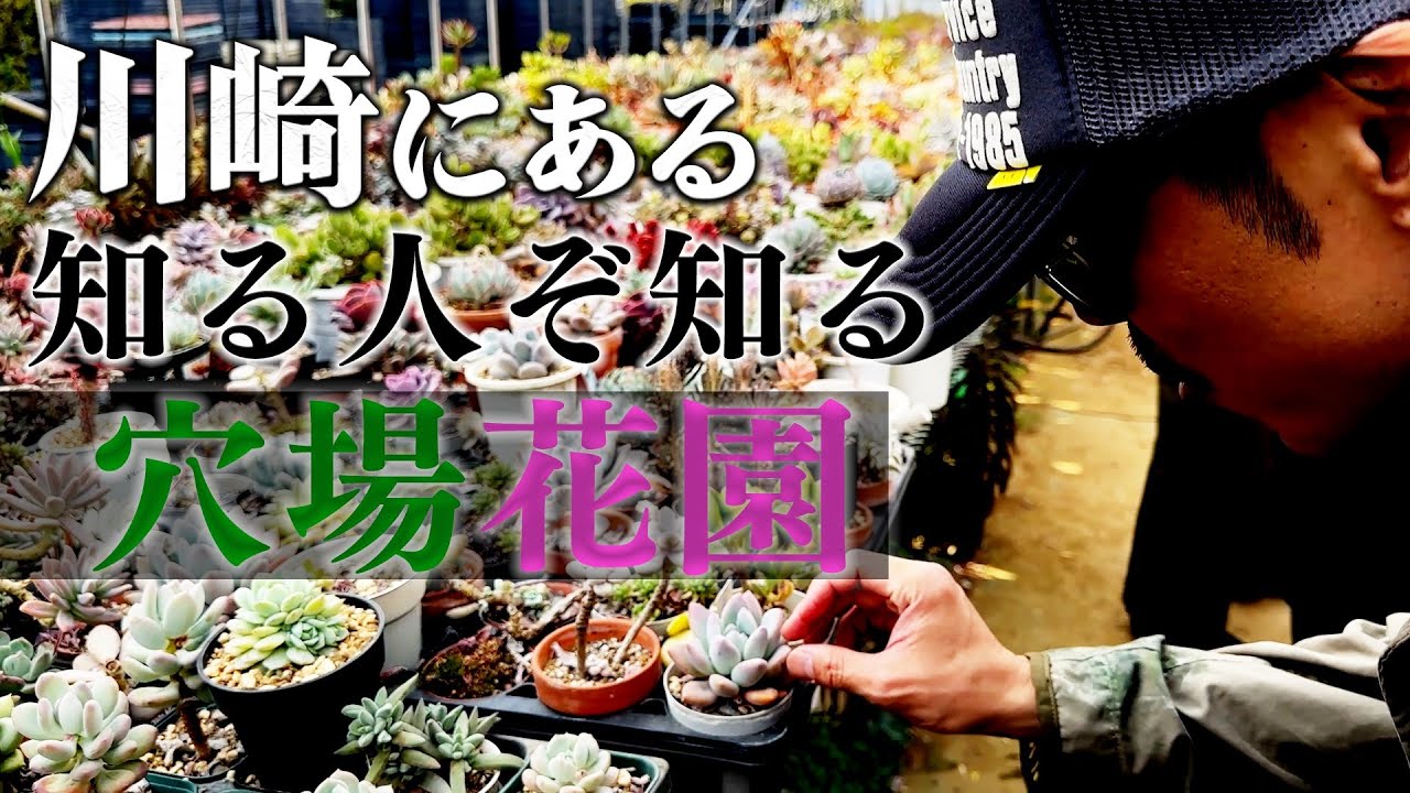 キュートで可愛い多肉植物に癒されてみませんか？