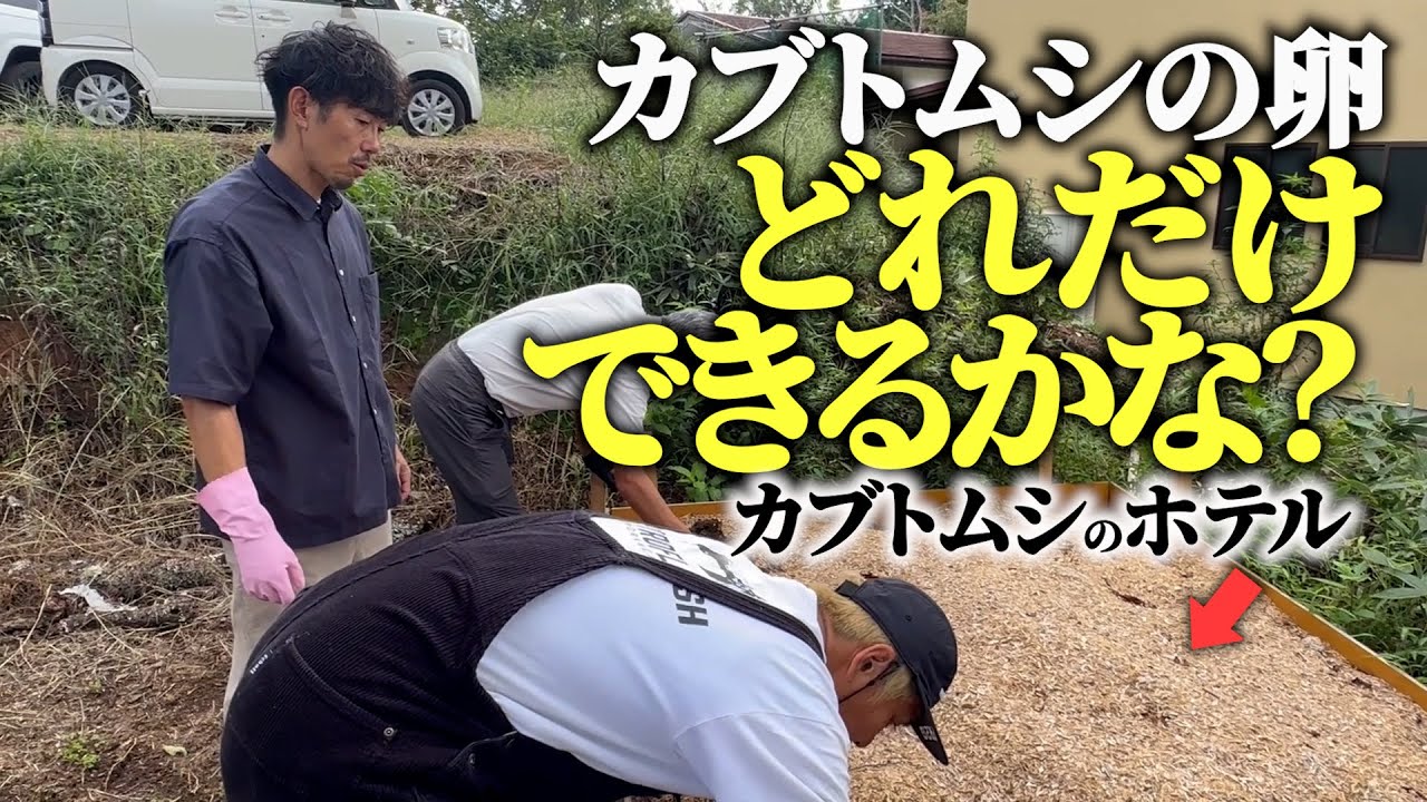 【SUSHI別荘#55】手作りカブトムシのホテルから産まれていた卵の数は？