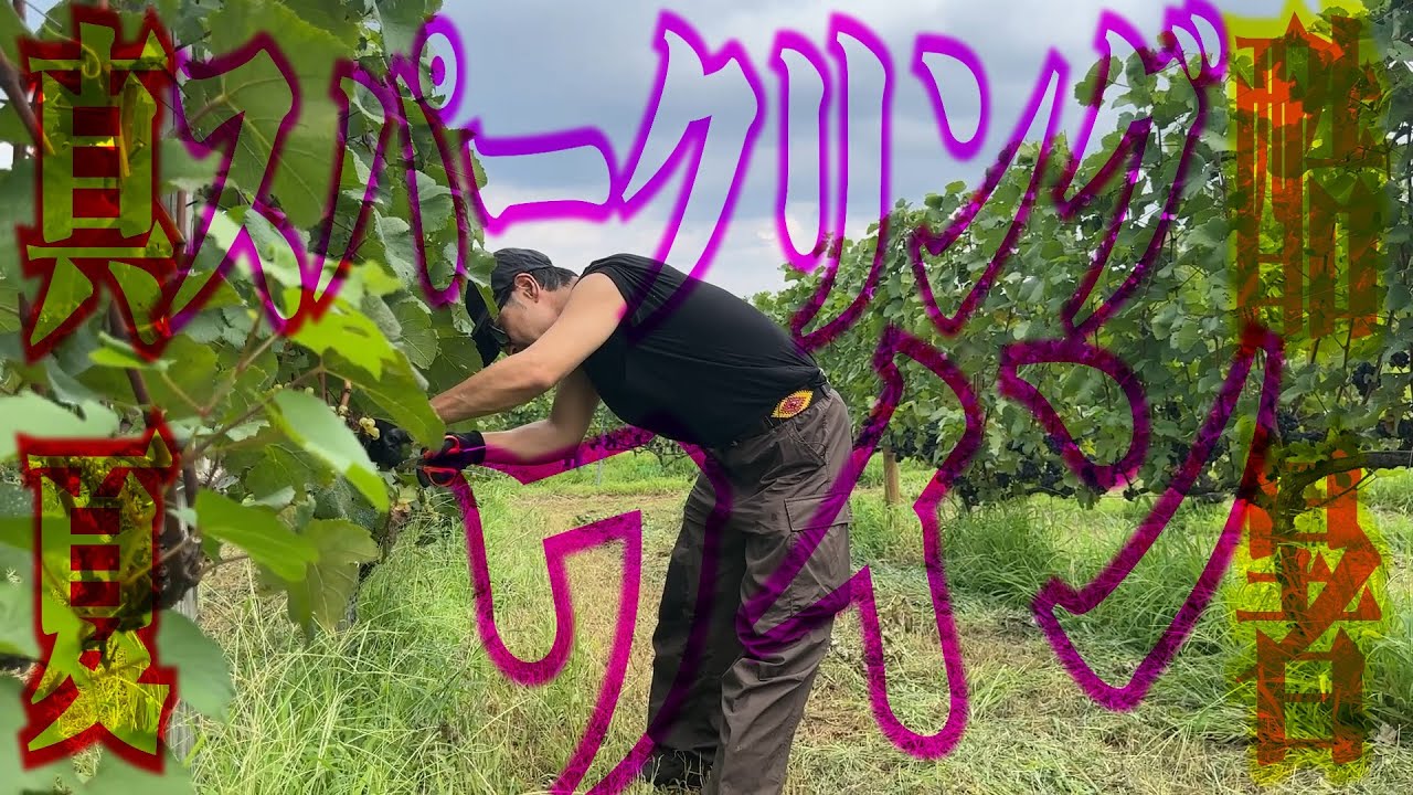 【ワイン好き必見】スパークリングワイン造りで真夏のブドウ収穫！尋常じゃない量の汗が