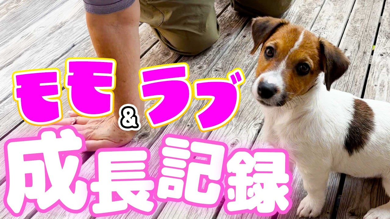 【あっという間におおきくなったラブちゃん🐶】ラブちゃんとモモちゃんのいつもの日常✨️生後３ヶ月〜４ヶ月の成長記録！モモちゃんと仲良しコンビ💕 #ジャックラッセルテリア #フレンチブルドッグ #子犬