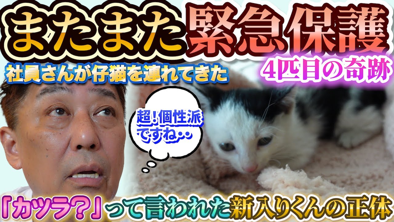 保護猫YouTuber風太に弟分が現れた！？新しい命と兄弟たちの物語。