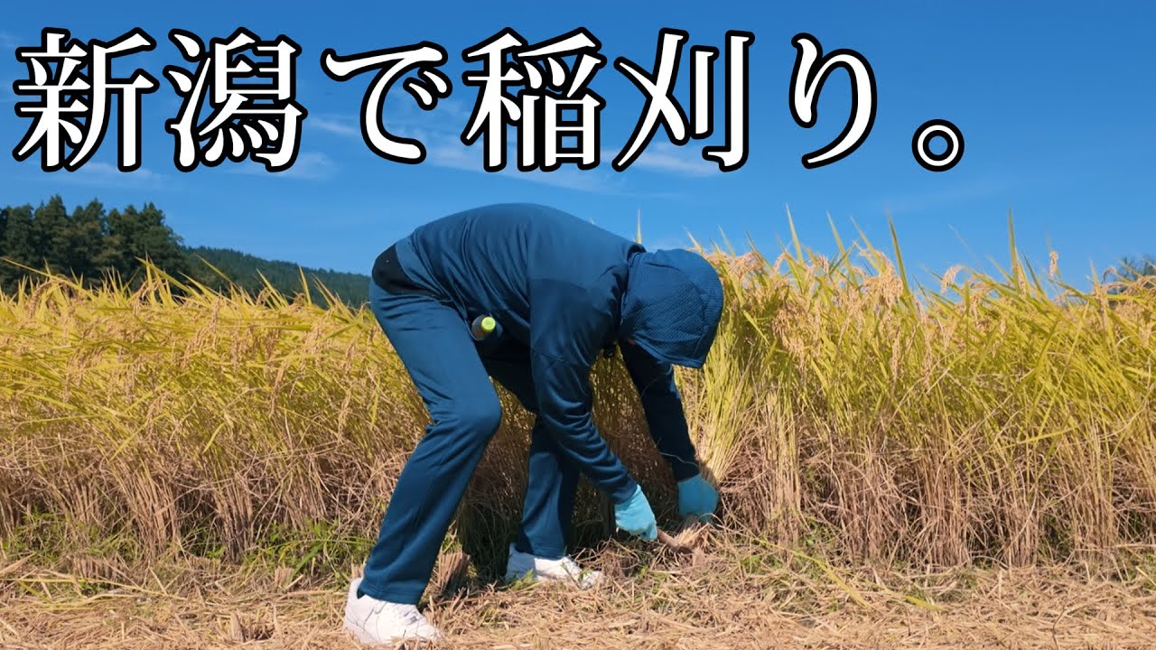 【コシヒカリ】新潟で稲刈りしました。