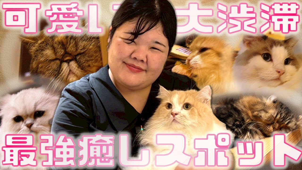 【猫カフェ】あんり秘密の隠れ家に4人で行ってみた！【あんりお誕生日記念ロケ】