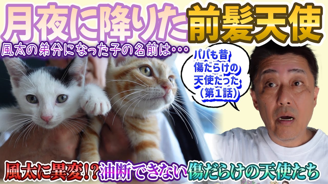 月夜に舞い降りた前髪天使、月兵衛。〜３＋２の仔猫新章スタート〜