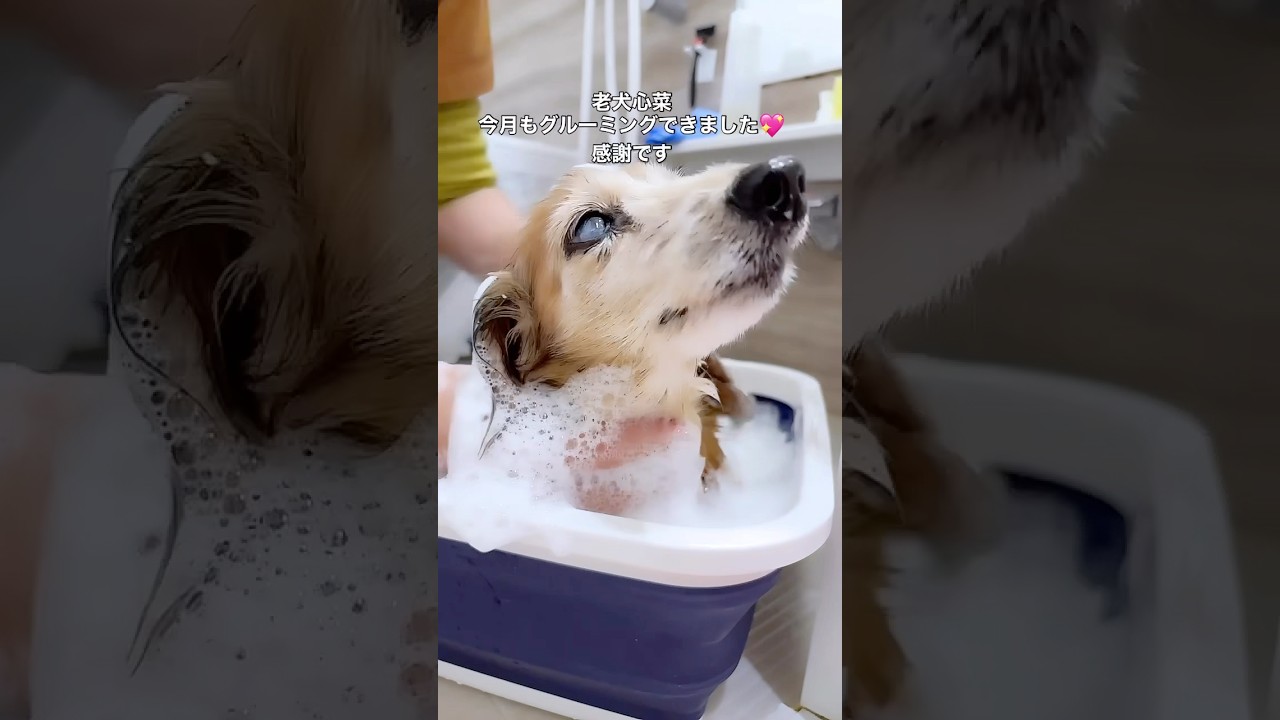 老犬介護。大変さより愛おしい気持ちがいっぱいです💖　　　#shorts #犬のいる暮らし #リブドッグ #ミニチュアダックス #チワワ