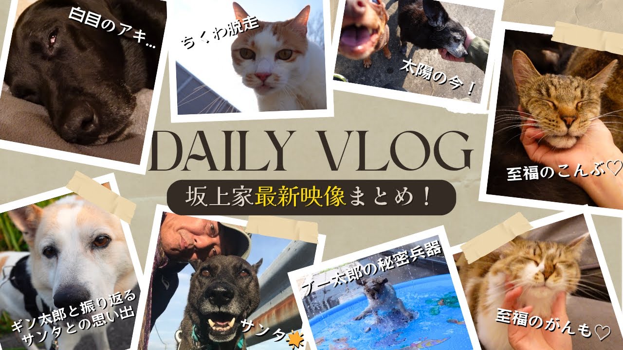 【Daily Vlog】サンタとの思い出！至福の竹原兄妹！ブー太郎の新兵器！？キャットロード？etc…〜可愛いがいっぱいの坂上家最新映像まとめ⑦〜