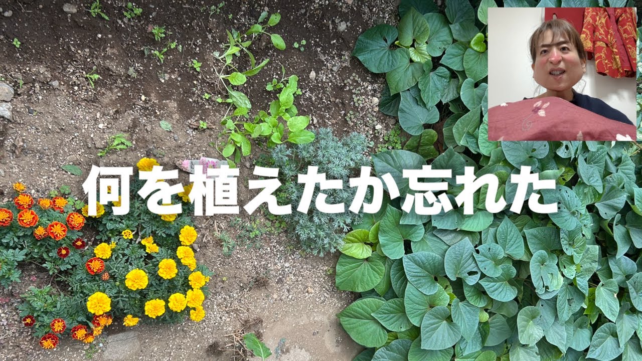 こきーゆファームからのお便り10月【日本エレキテル連合】【ファーム】【感電パラレル】