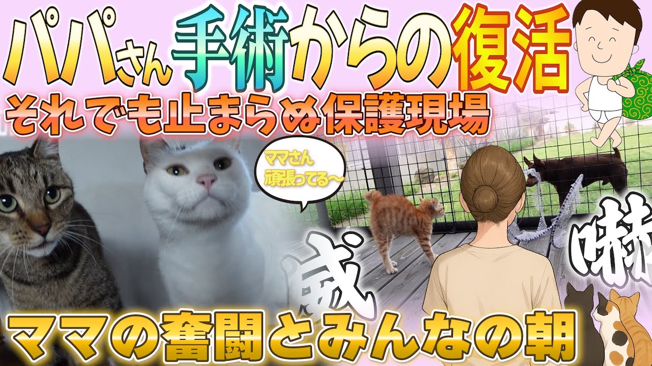パパさん手術からの帰還！ママさん奮闘の記録とミケ親子の物語