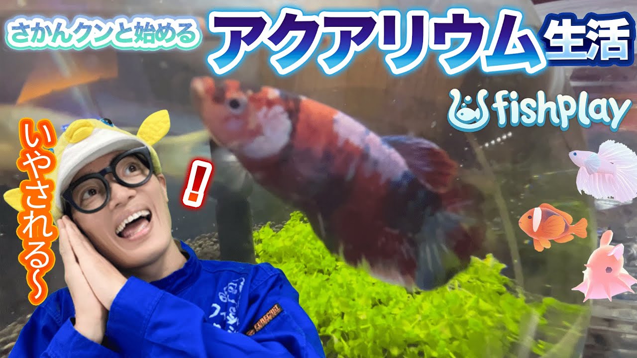 【FISHPLAY】アクアリウムを始めるならさかなクンのおすすめはこちら！
