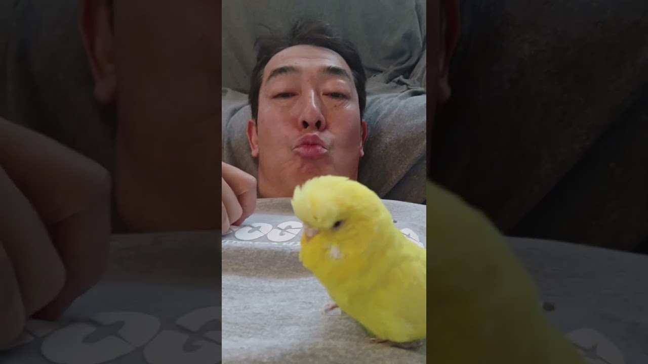 【テツａｎｄトモ】ジャンボセキセイインコのトッポと指遊び♪＃テツａｎｄトモ＃ジャンボセキセイインコ＃指遊び＃Shorts