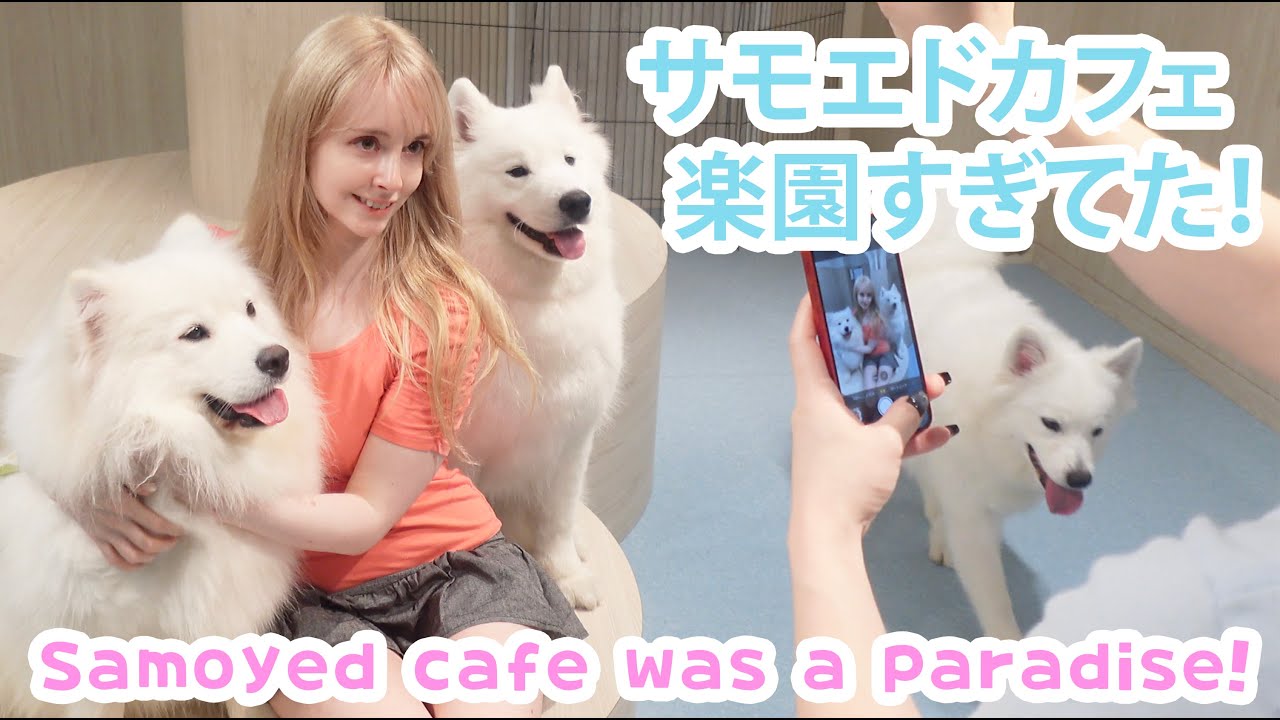 大阪の旅行〜 サモエドカフェ行った！Samoyed Cafe 🐾