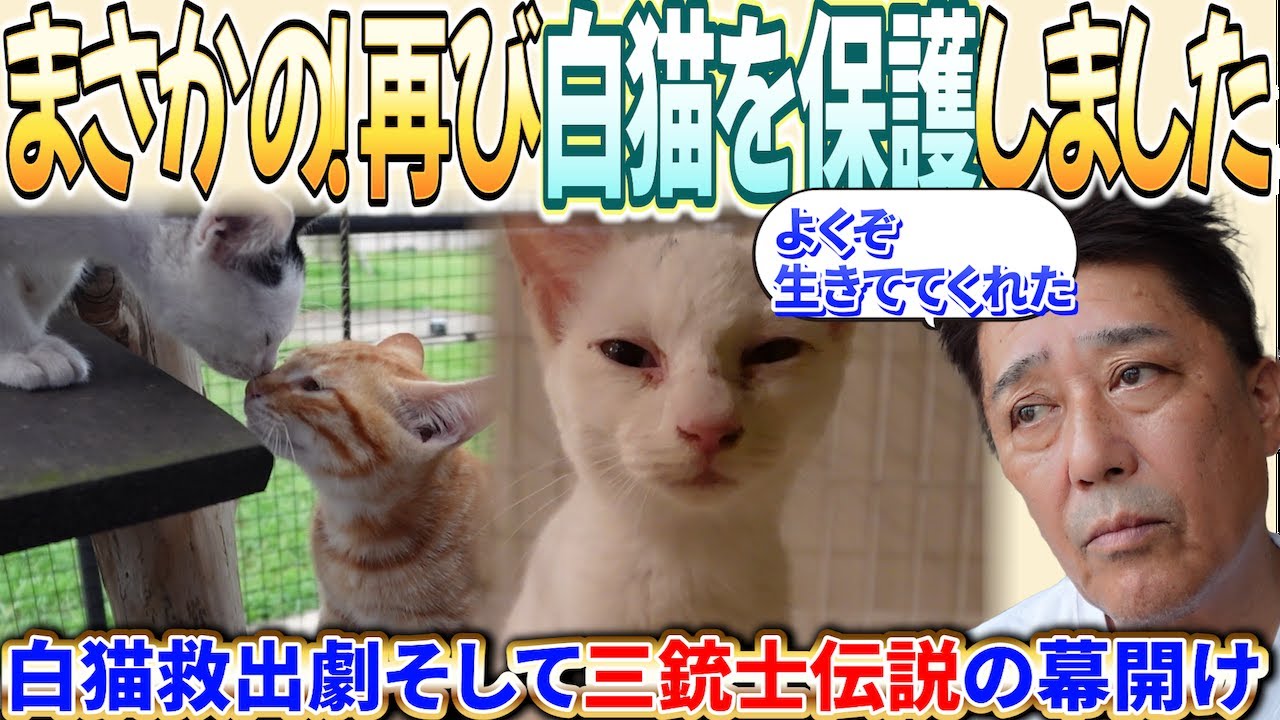 3匹連続保護の奇跡。白い仔猫がつないだ、命のリレー