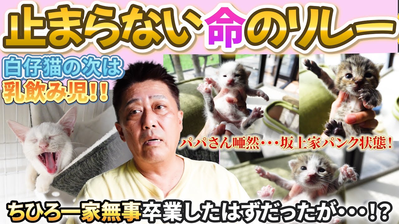 ちひろ一家卒業見送ったその瞬間、新しい命がやってきた―乳飲み子３匹。