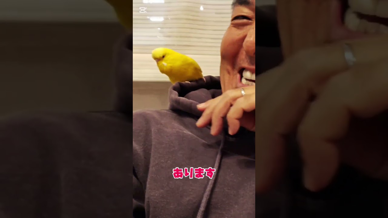 【テツａｎｄトモ】ジャンボセキセイインコのトッポと遊ぶ♪＃テツａｎｄトモ＃ジャンボセキセイインコ＃トッポ＃Shorts