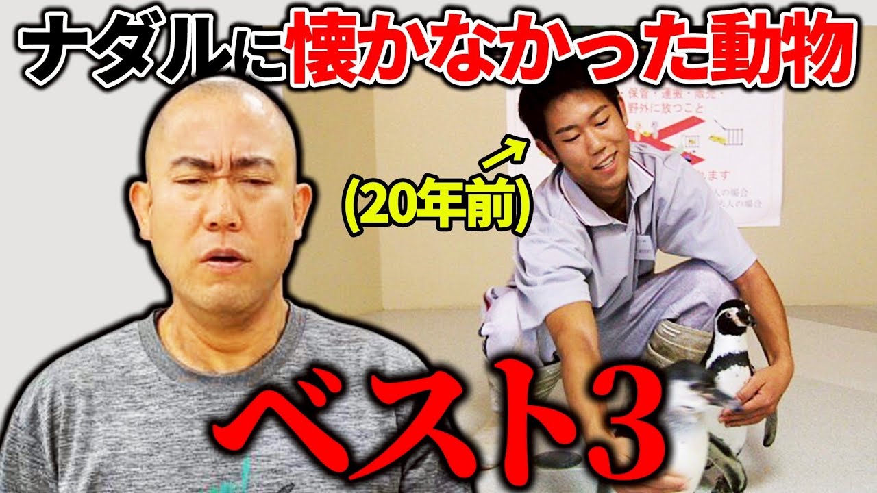 【元飼育員】ナダルに懐かなかった動物ランキング【コロチキ】