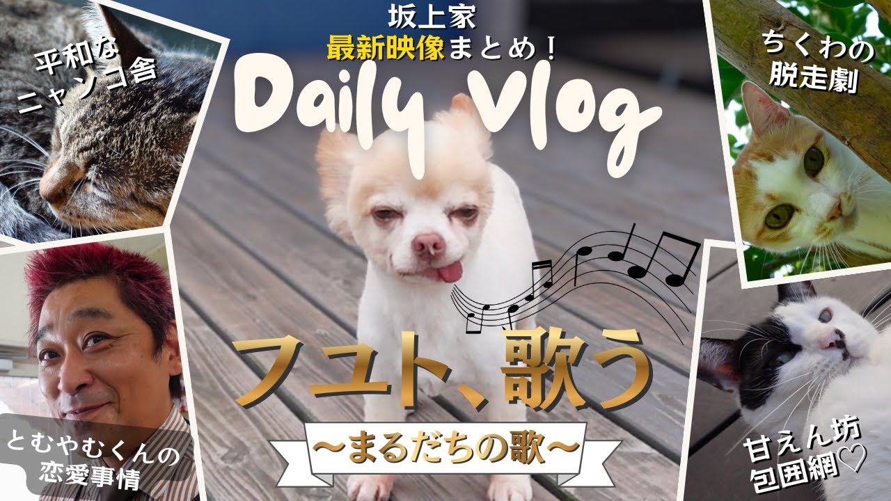 【Daily Vlog】フユト、歌う！ちくわの脱走劇！とむやむくんの恋愛事情etc…〜可愛いがいっぱいの坂上家最新映像まとめ⑧〜