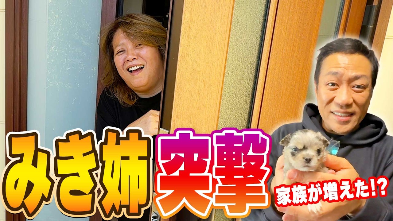 【みき姉突撃第10弾🏠】みき姉家族が増えた!?はなわが家族で何度も通った思い出の“すし大臣”で佐賀の海の幸を堪能😋🍣 ＃佐賀よかでしょう。 #よーらいさん #フレンチブルドッグ  #チワワ