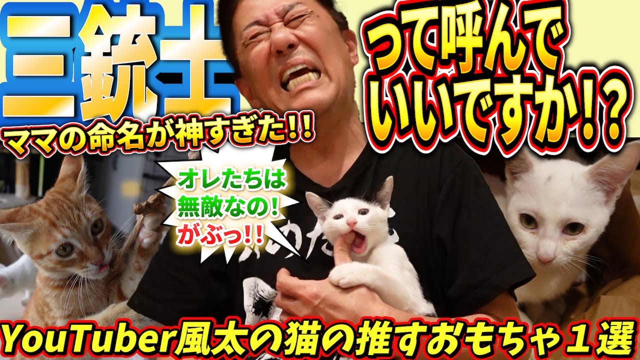 別々に保護された仔猫たちが三銃士と呼ばれるようになった日