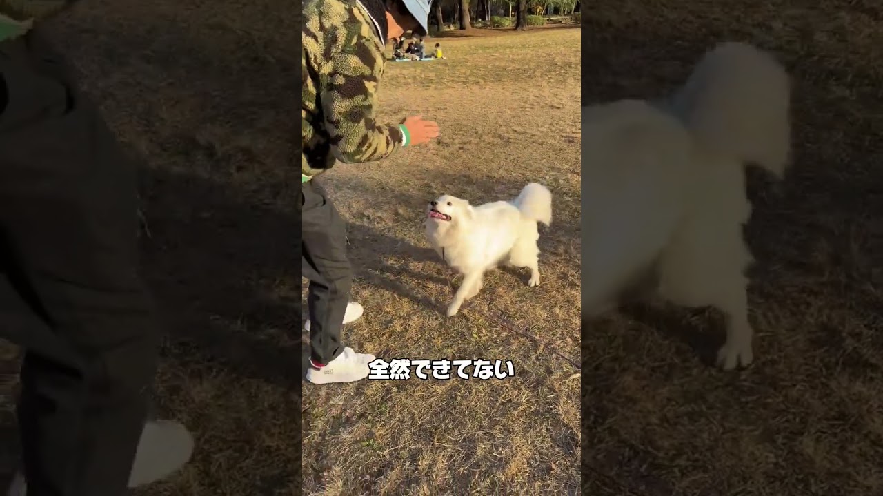 前川清と侑那の愛犬ノア(♀)との休日🐶