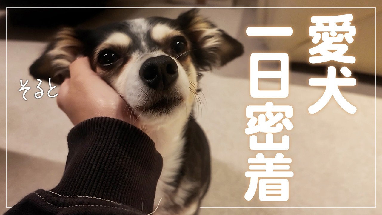 【密着】愛犬の1日♡朝から夜まで大公開
