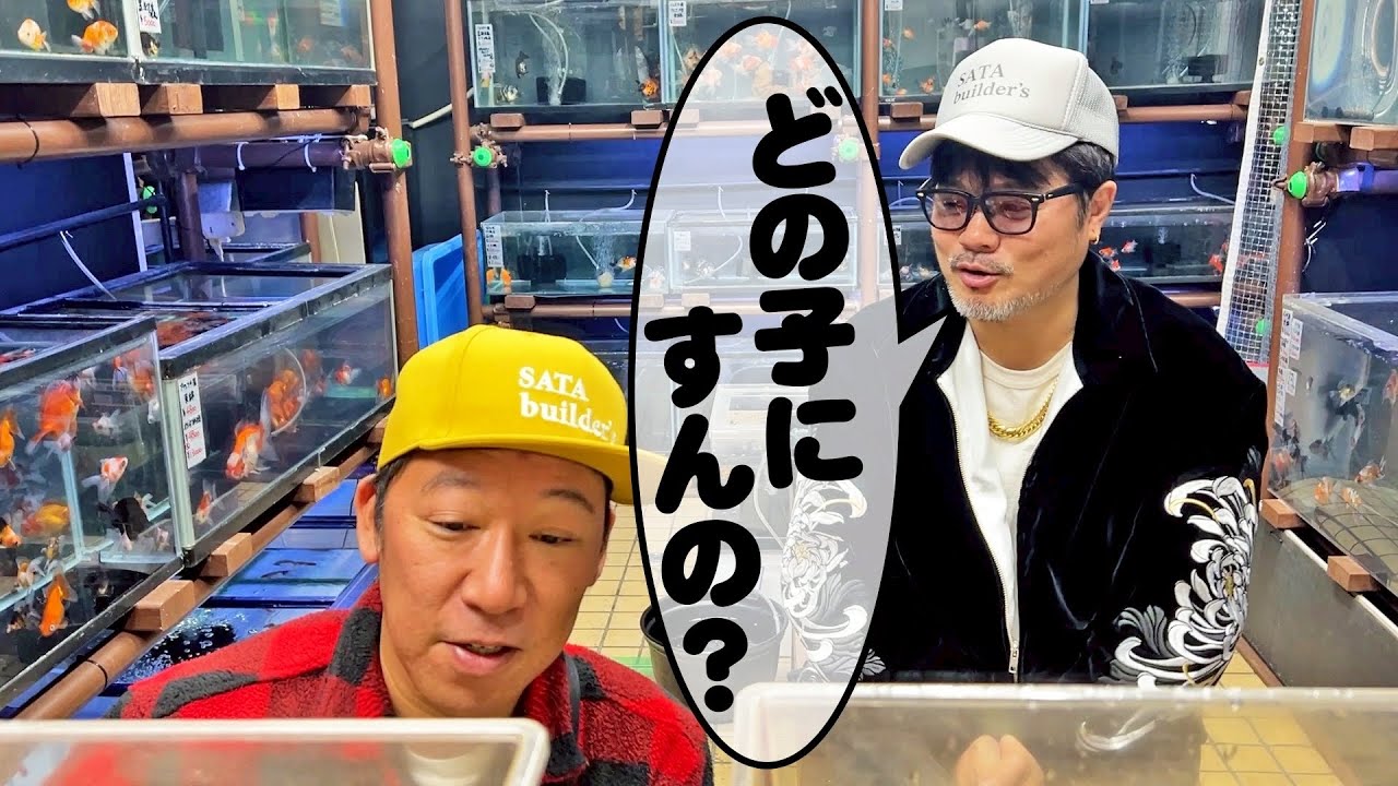 ゲバビ、金魚を飼う