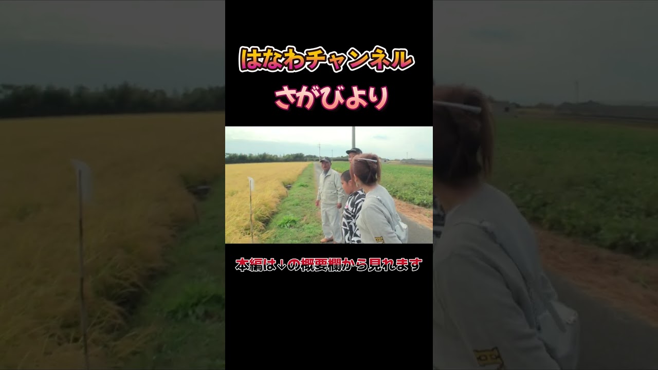【佐賀の誇り🌾】はなわ一家が愛する佐賀のブランド米『さがびより』を育てるマイスターの畑を訪問！#さがびより #佐賀グルメ #はなわ家