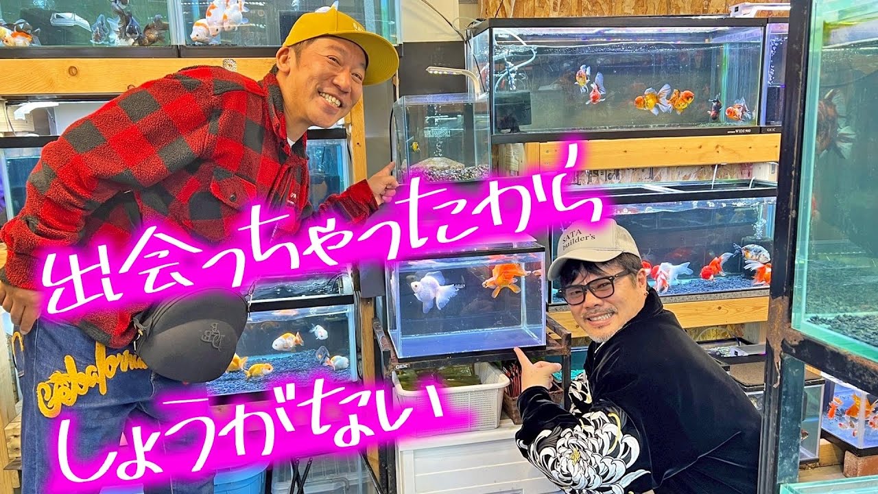 【琉金】赤!?白!?自宅の水槽を飾るのはどっちだ!?