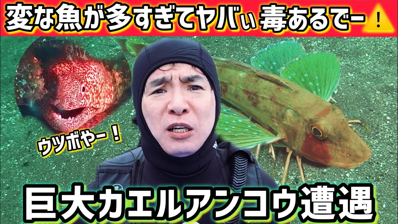 【伝説その2】濱口優が巨大カエルアンコウに遭遇！ウツボおったし！