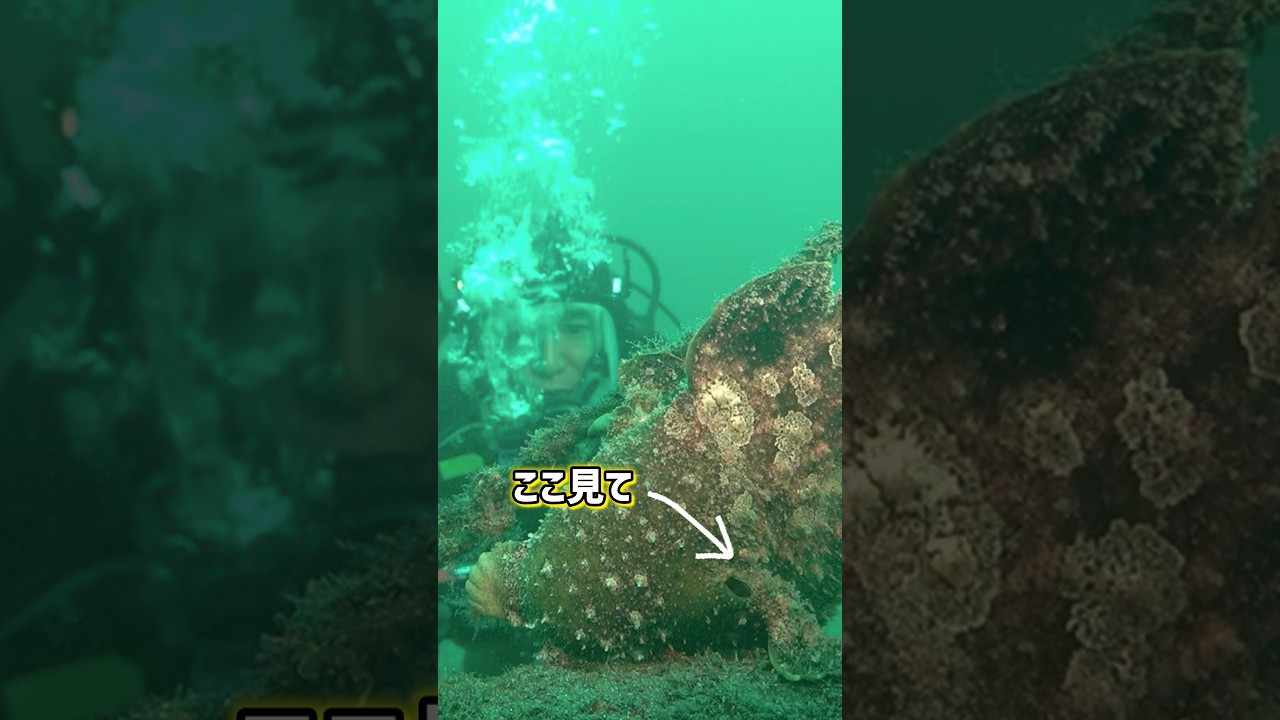 【伝説復活】新プロジェクト始動！獲ったどー！#深海魚 #巨大カエルアンコウ #濱口優 #よゐこ