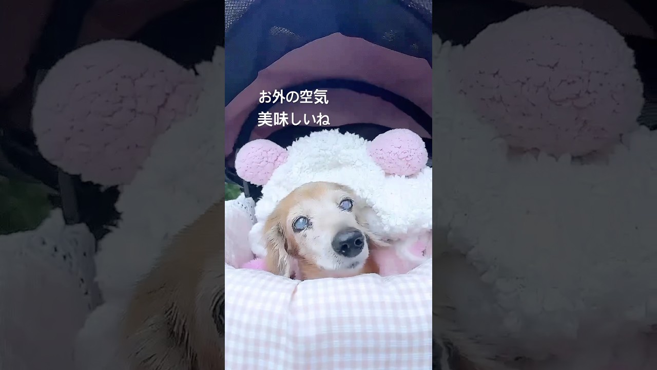 老犬介護　　　　#shorts #保護犬 #心菜 #ミニチュアダックス #リブドッグ