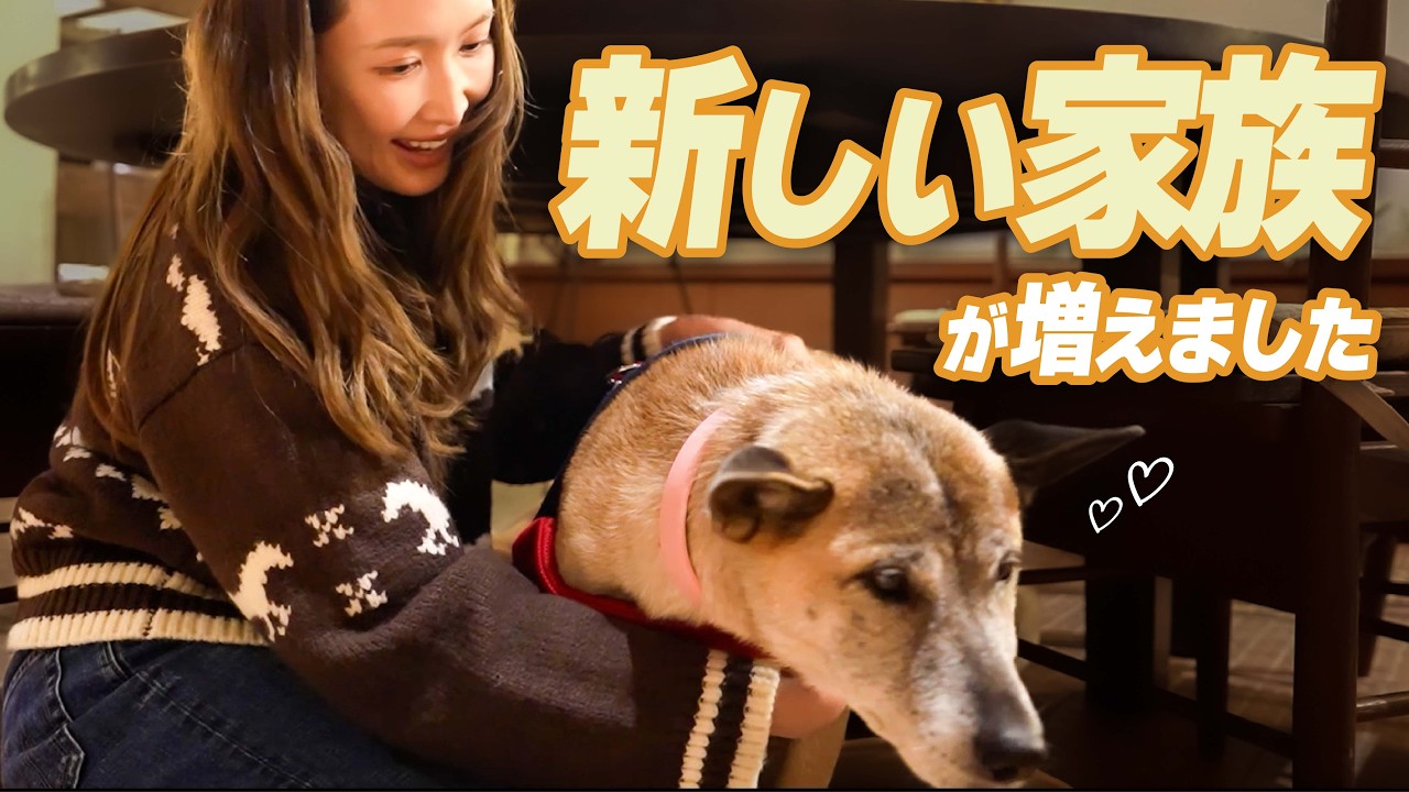 【保護犬】飼い犬なのに身体はガリガリでした【常識のズレ】