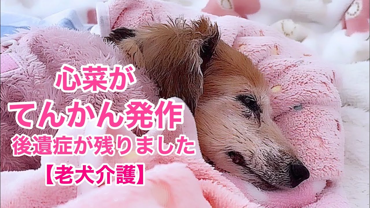 全介護24時間見守り【老犬介護No.121】