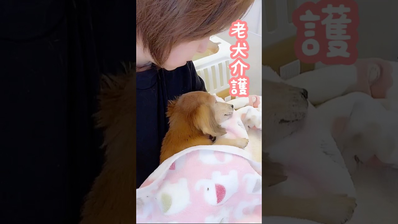 心菜回復に向かっています。ありがとうございます　　　#shorts #老犬介護 #心菜しゃん #保護犬 #ペット介護士