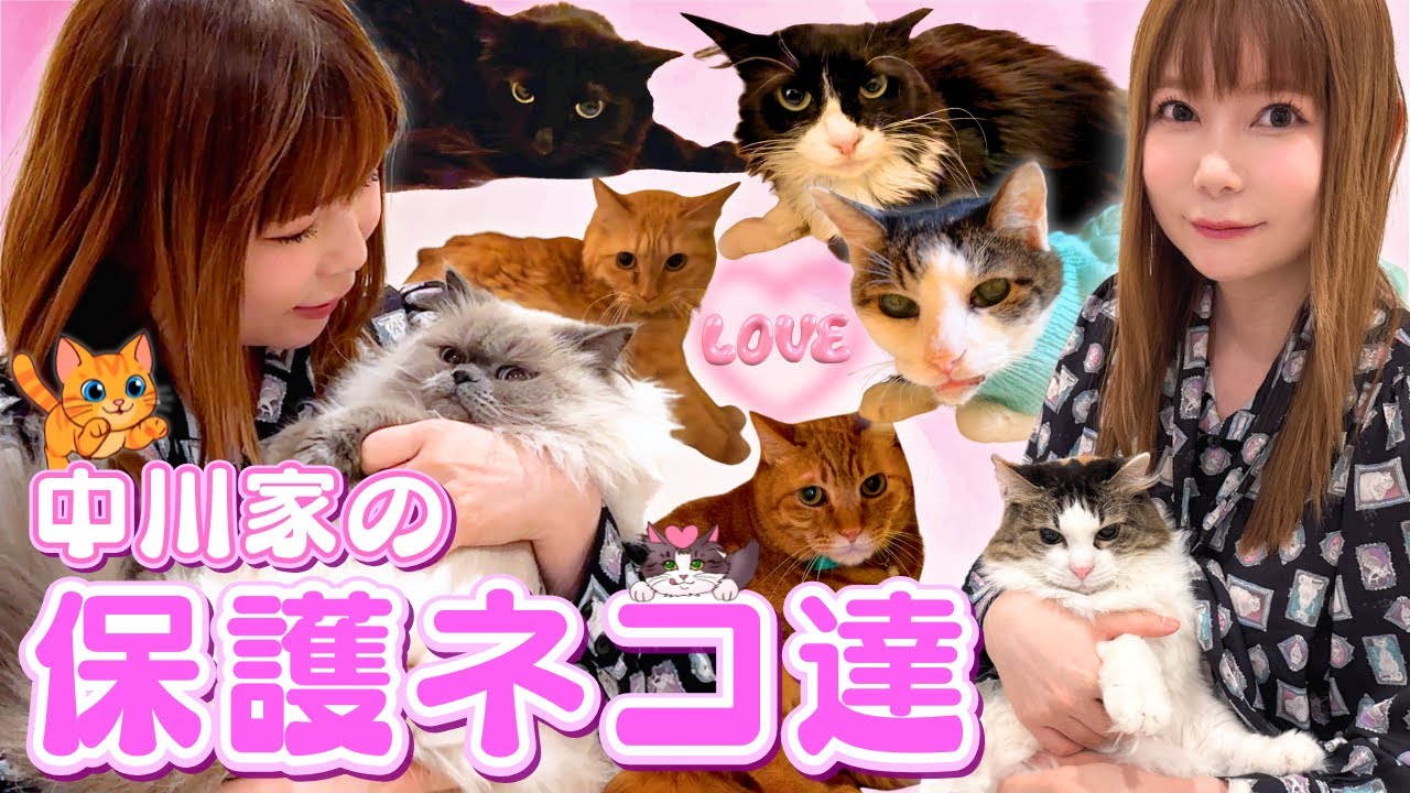 【保護ネコ】ネコハウス中川家の全７匹を紹介！みんな元気です