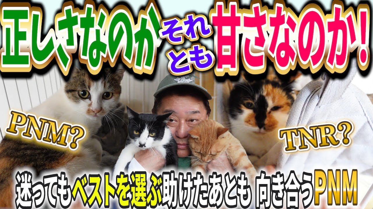 三毛ママ一家とだんちょびコンビ、迷いながら進むPNM